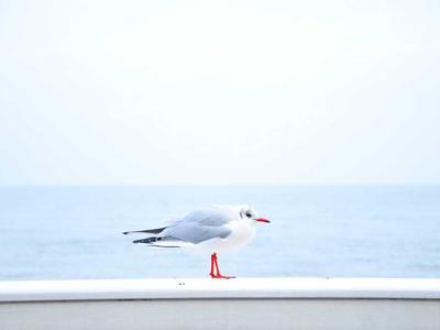 电子游戏百科